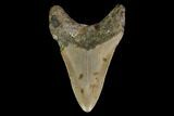 Bargain, Fossil Megalodon Tooth - North Carolina #145423-1